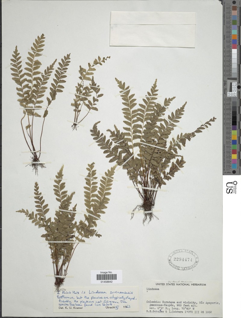 Lindsaea pumila