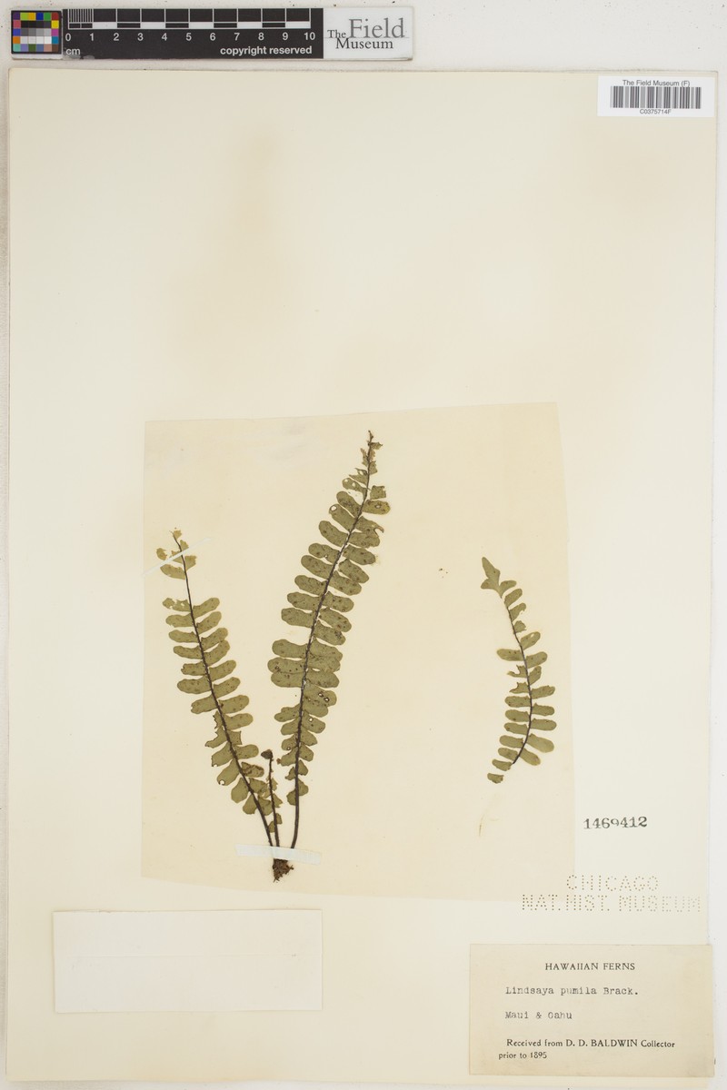 Lindsaea pumila photo 2
