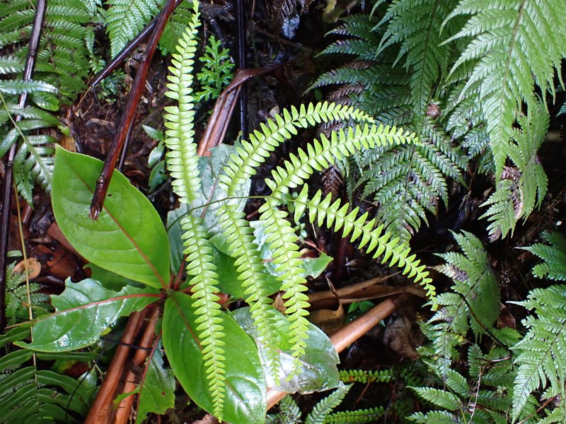 Mountain Necklace Fern