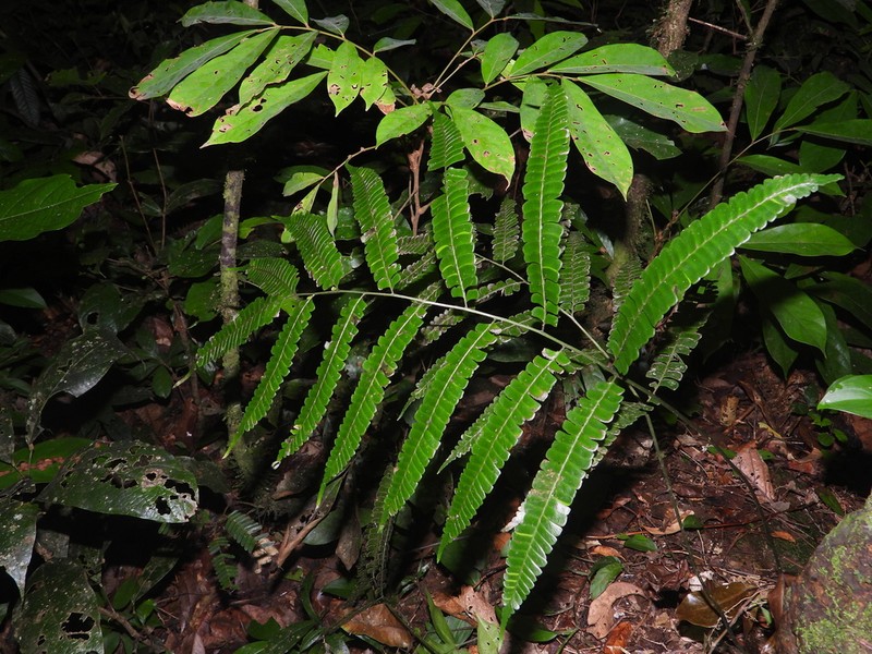 Mountain Necklace Fern photo 2