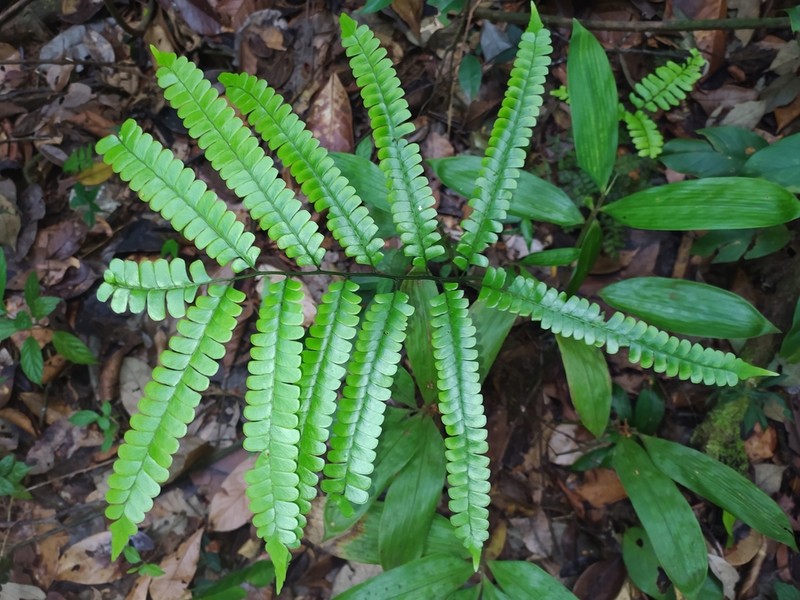 Mountain Necklace Fern photo 3