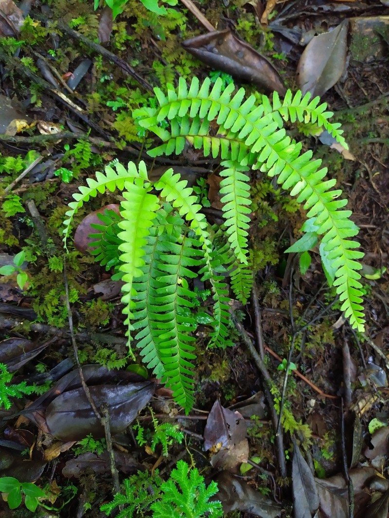 Mountain Necklace Fern photo 4