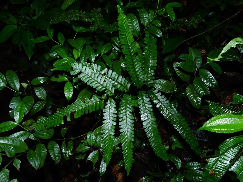Mountain Necklace Fern photo 5