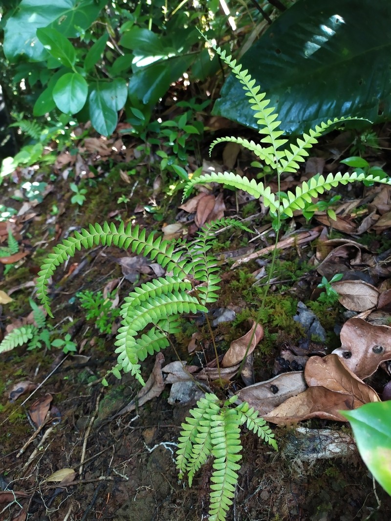Mountain Necklace Fern photo 6