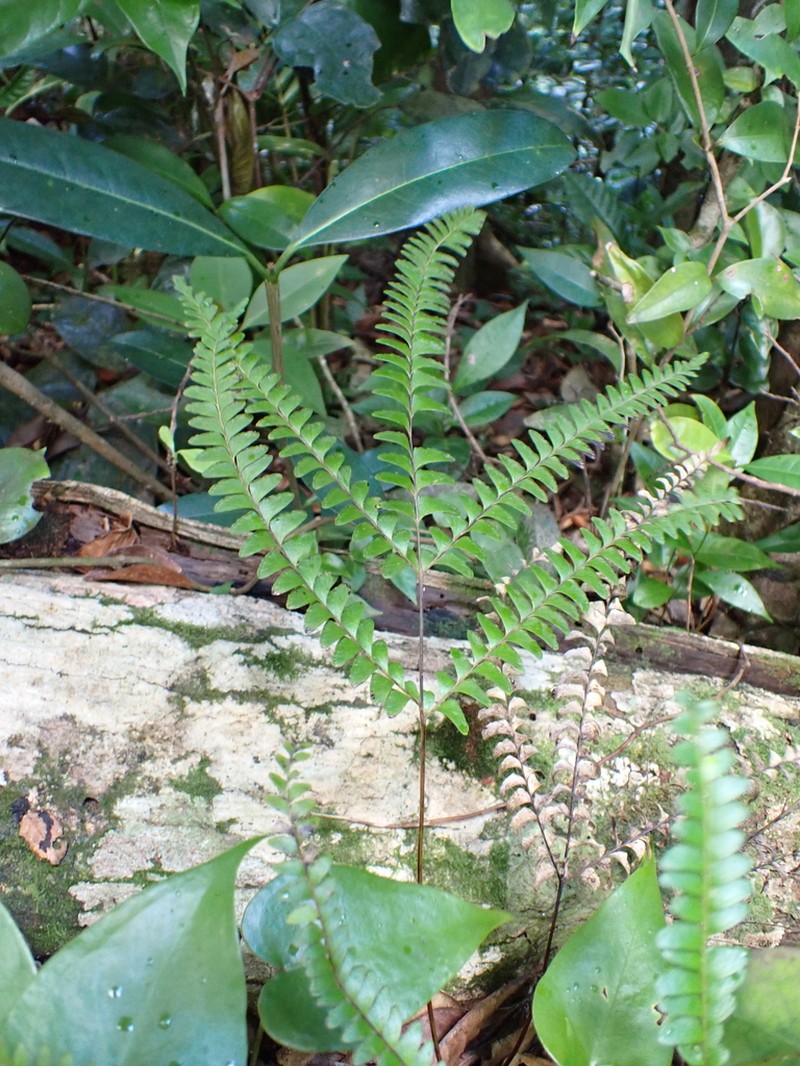Mountain Necklace Fern photo 7