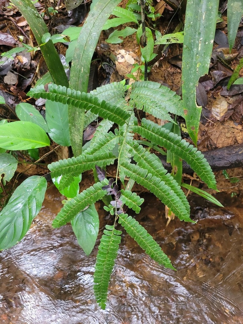 Mountain Necklace Fern photo 8