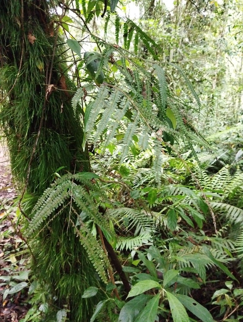 Lindsaea regularis