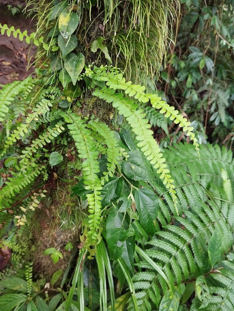 Lindsaea regularis photo 2