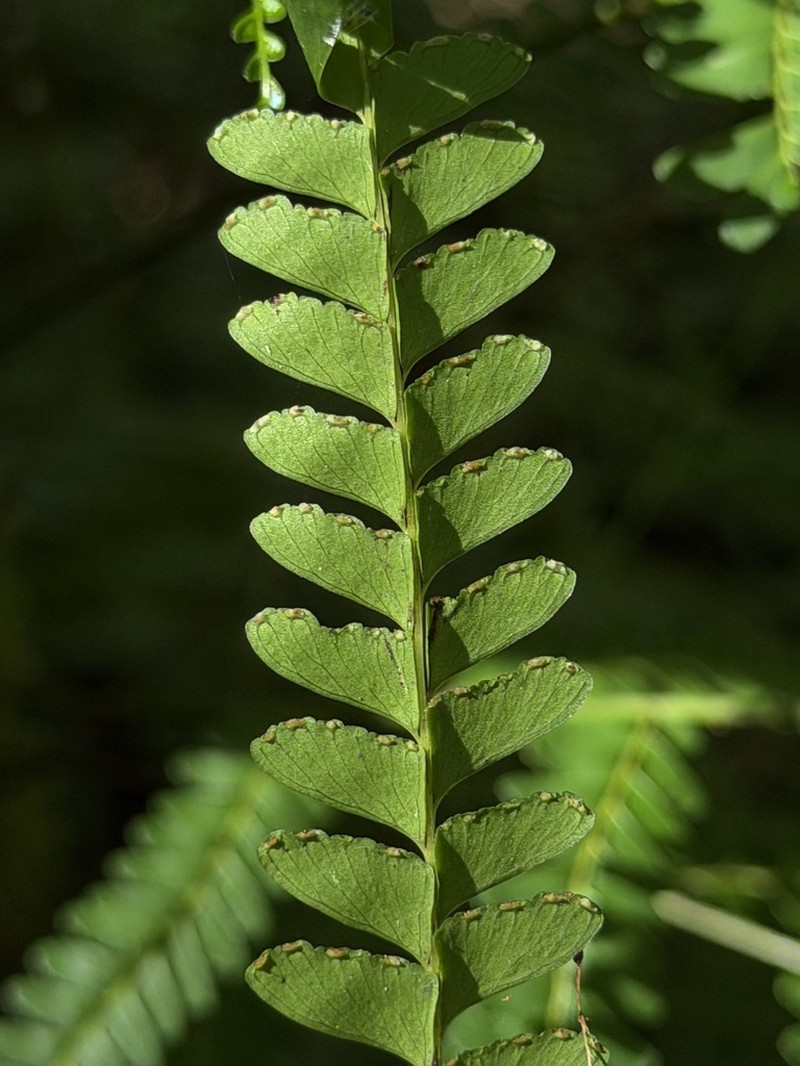 Lindsaea regularis photo 3