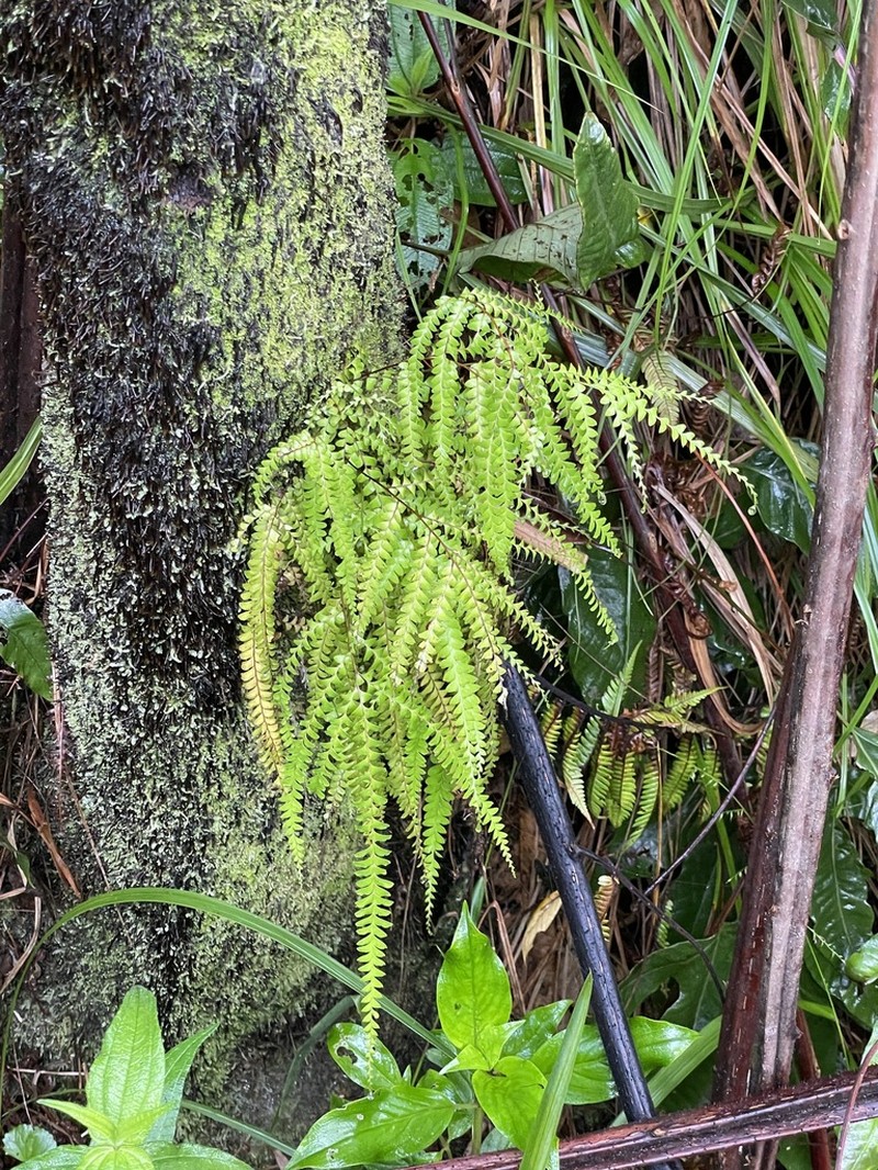 Lindsaea regularis photo 4