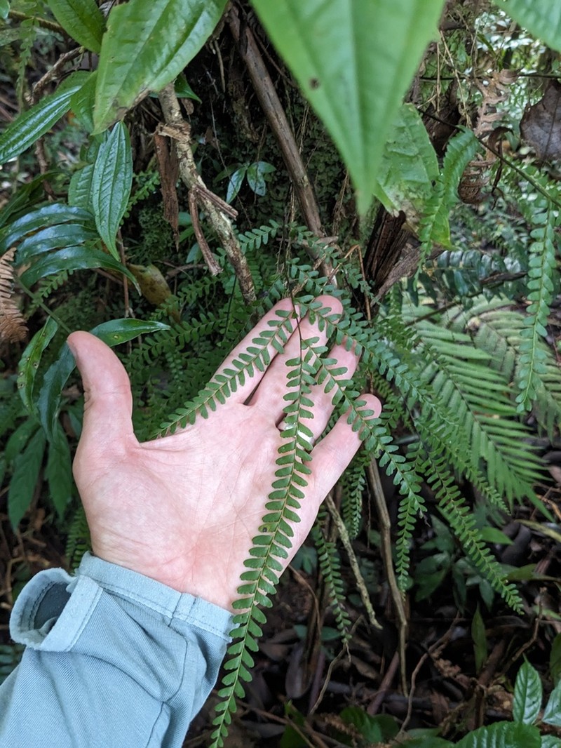 Lindsaea regularis photo 5