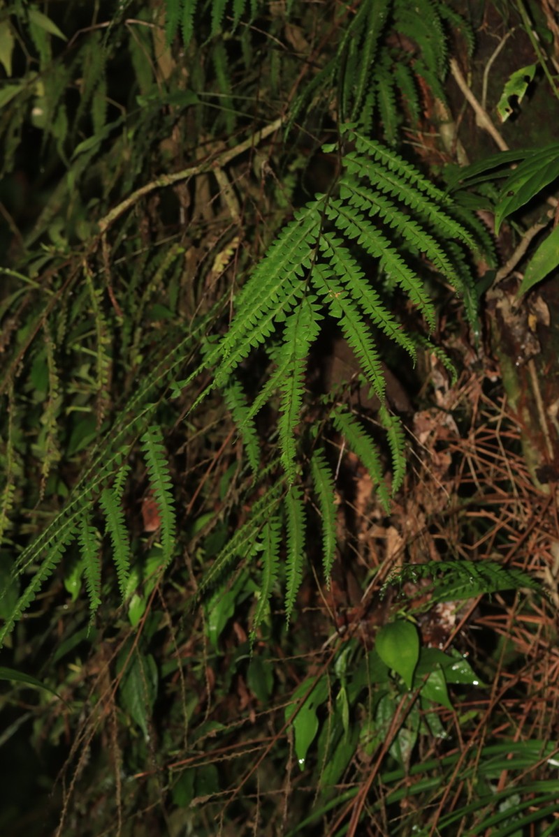 Lindsaea regularis photo 7