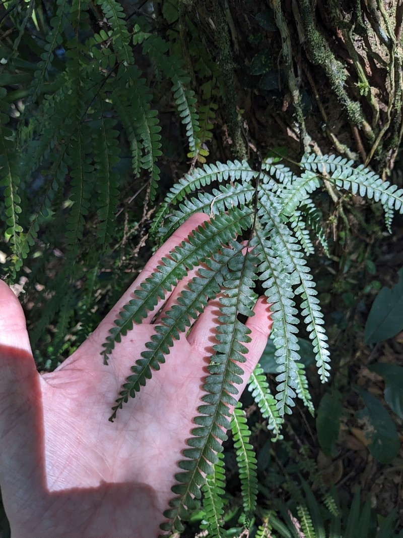 Lindsaea regularis photo 8
