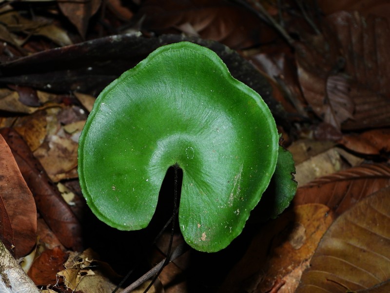 Lindsaea reniformis