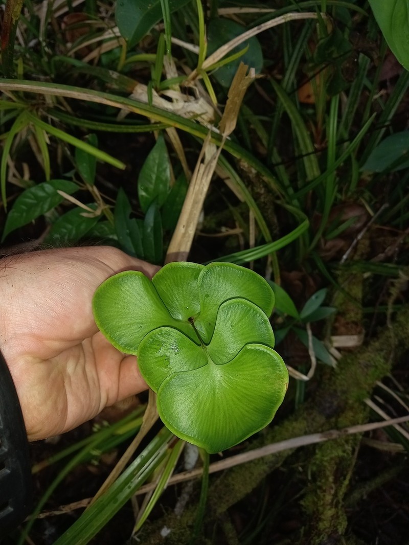Lindsaea reniformis photo 2