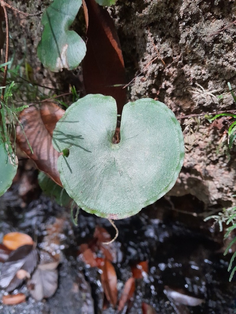 Lindsaea reniformis photo 3