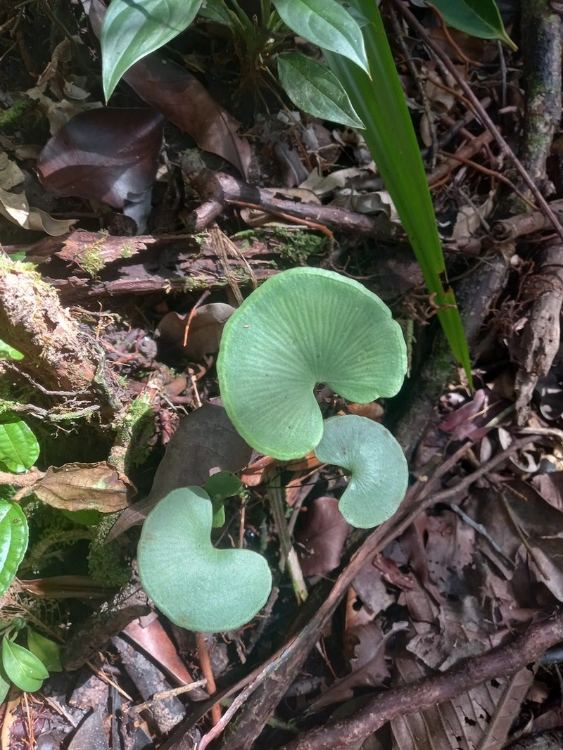 Lindsaea reniformis photo 4