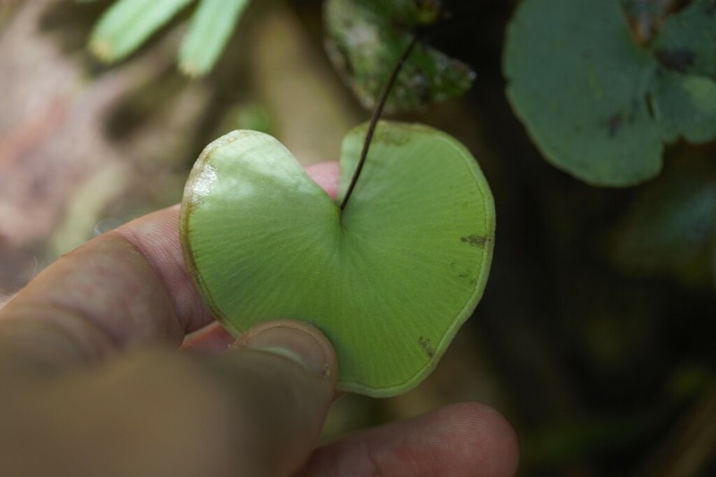 Lindsaea reniformis photo 5