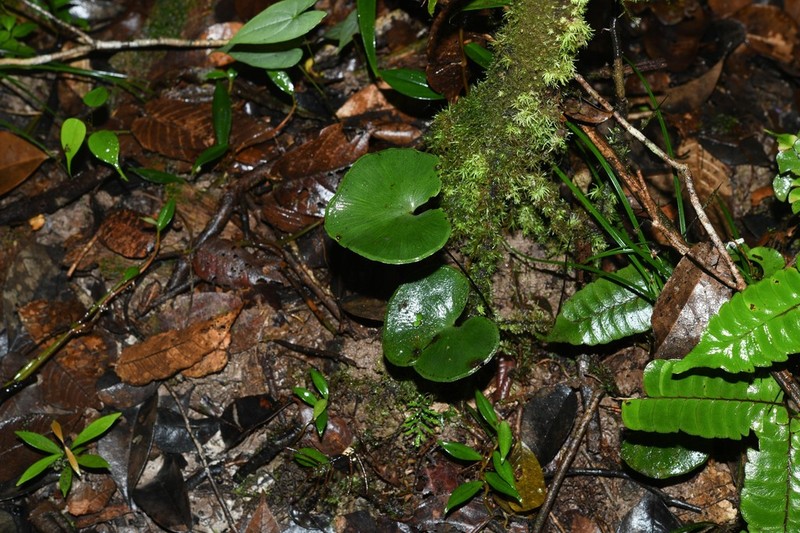 Lindsaea reniformis photo 6
