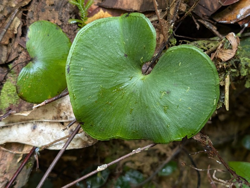 Lindsaea reniformis photo 7