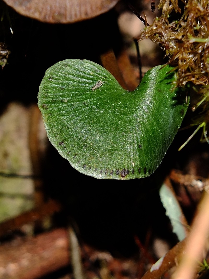 Lindsaea reniformis photo 8