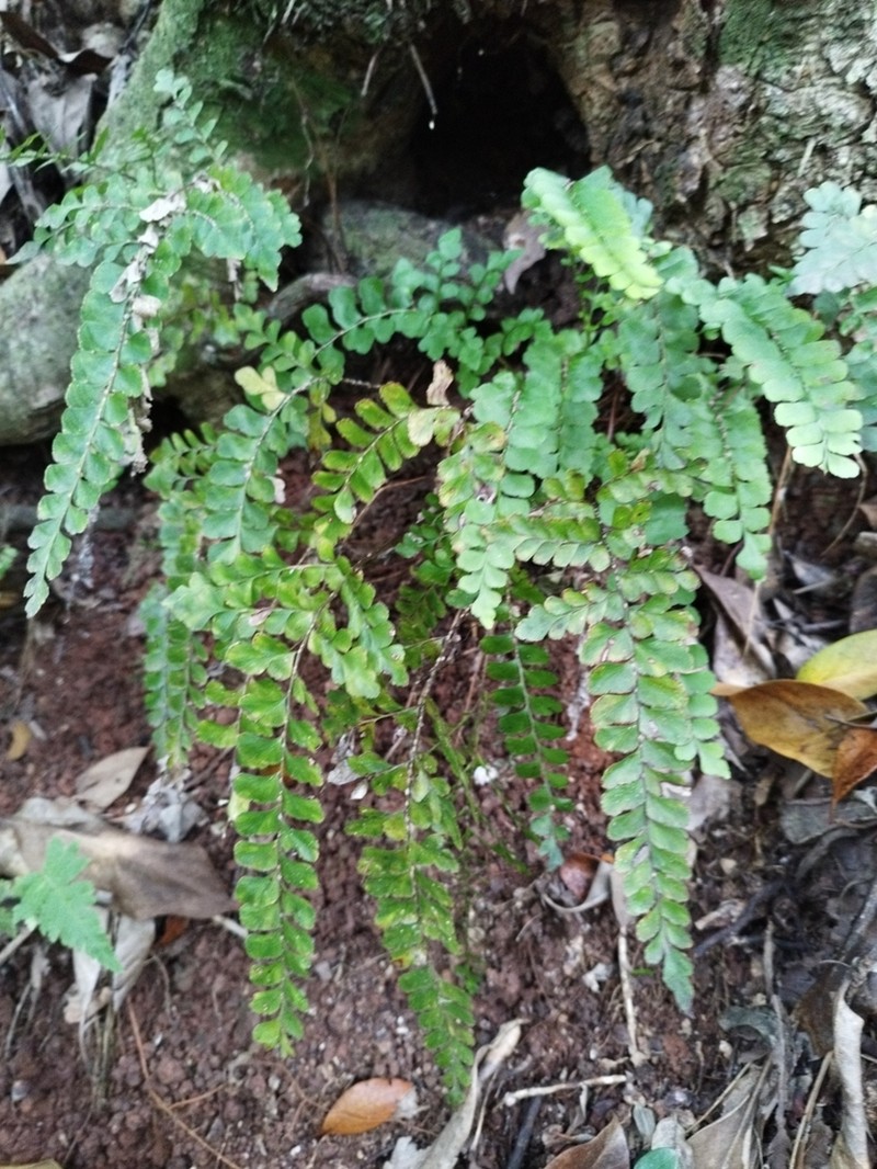 Lindsaea repanda