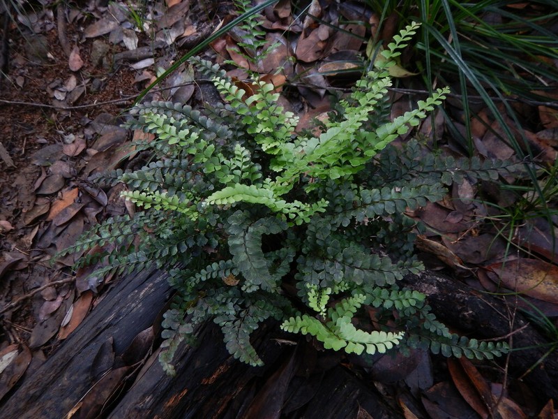 Lindsaea repanda photo 2