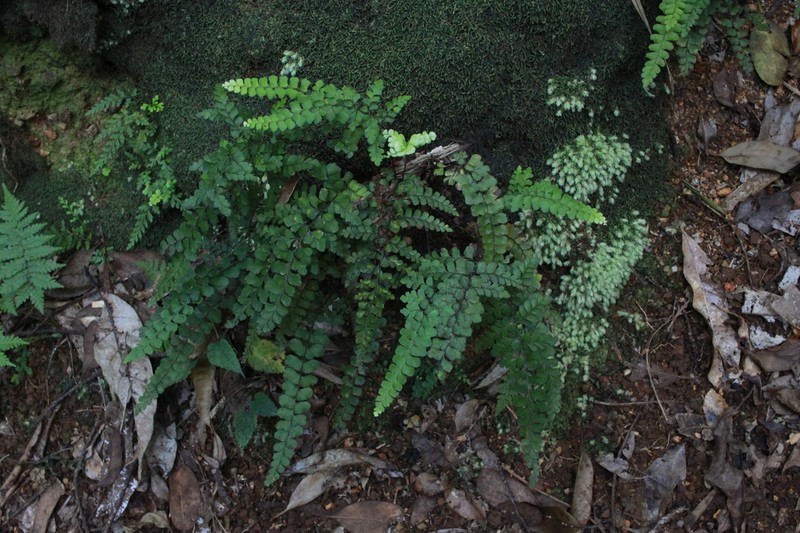 Lindsaea repanda photo 3