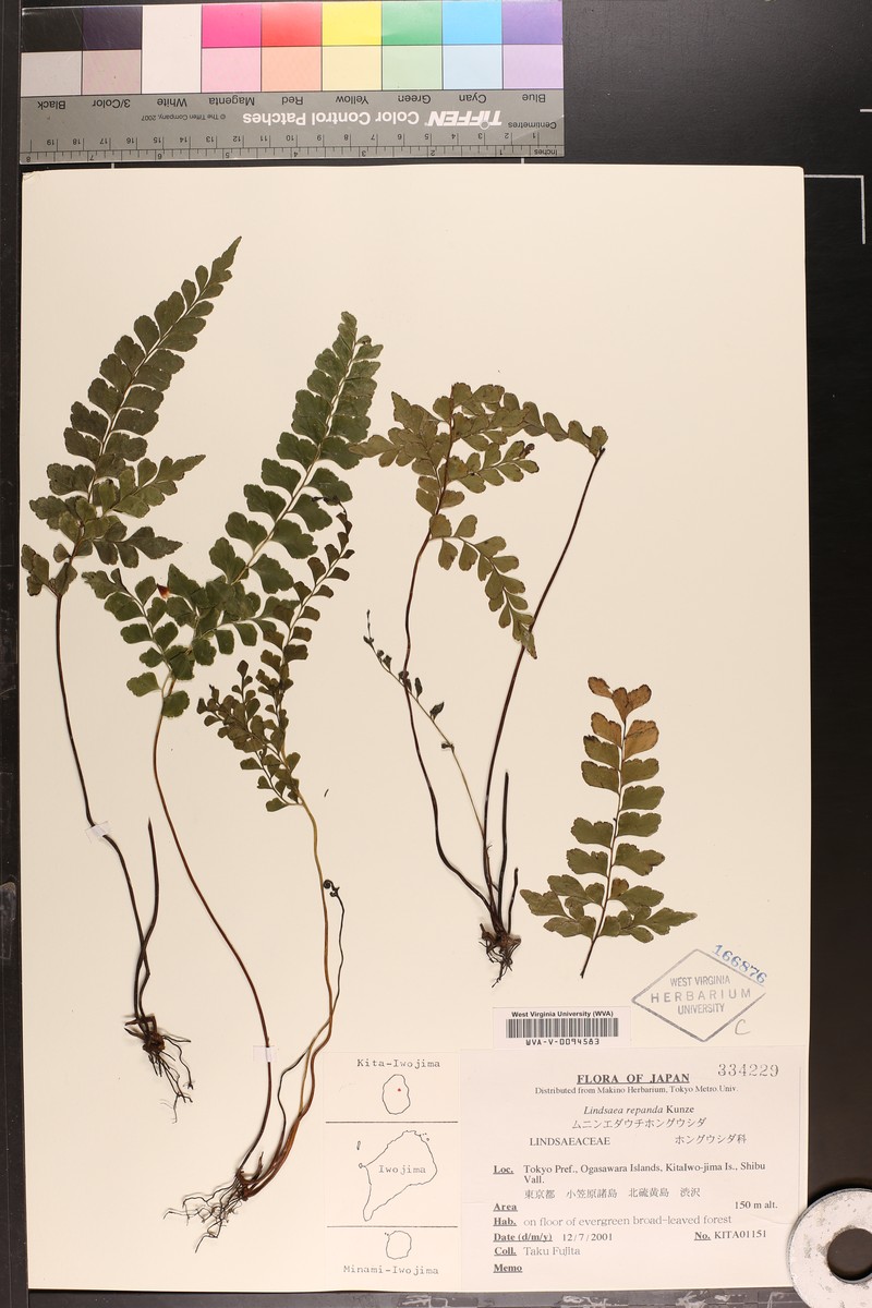 Lindsaea repanda photo 4