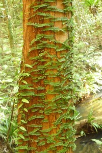 Creeping Necklace Fern