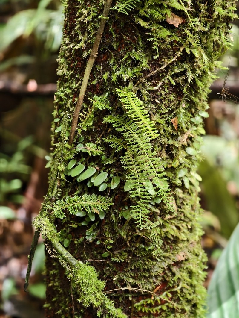 Creeping Necklace Fern photo 2