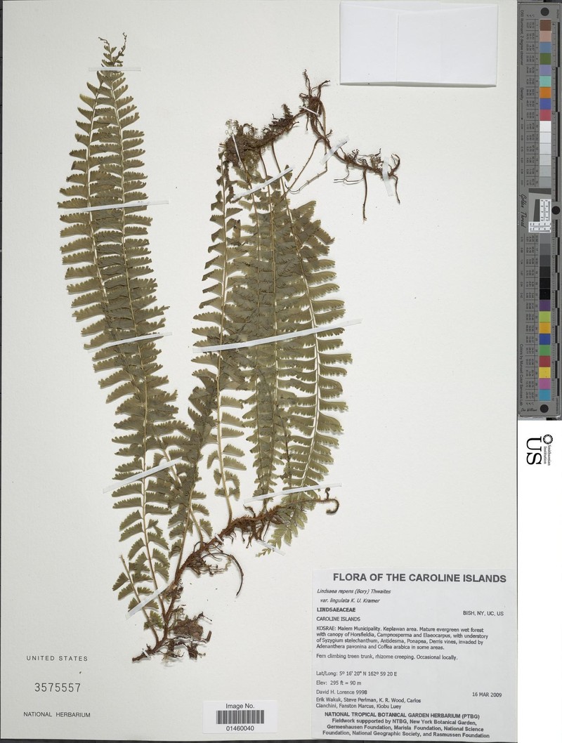 Lindsaea repens var. lingulata