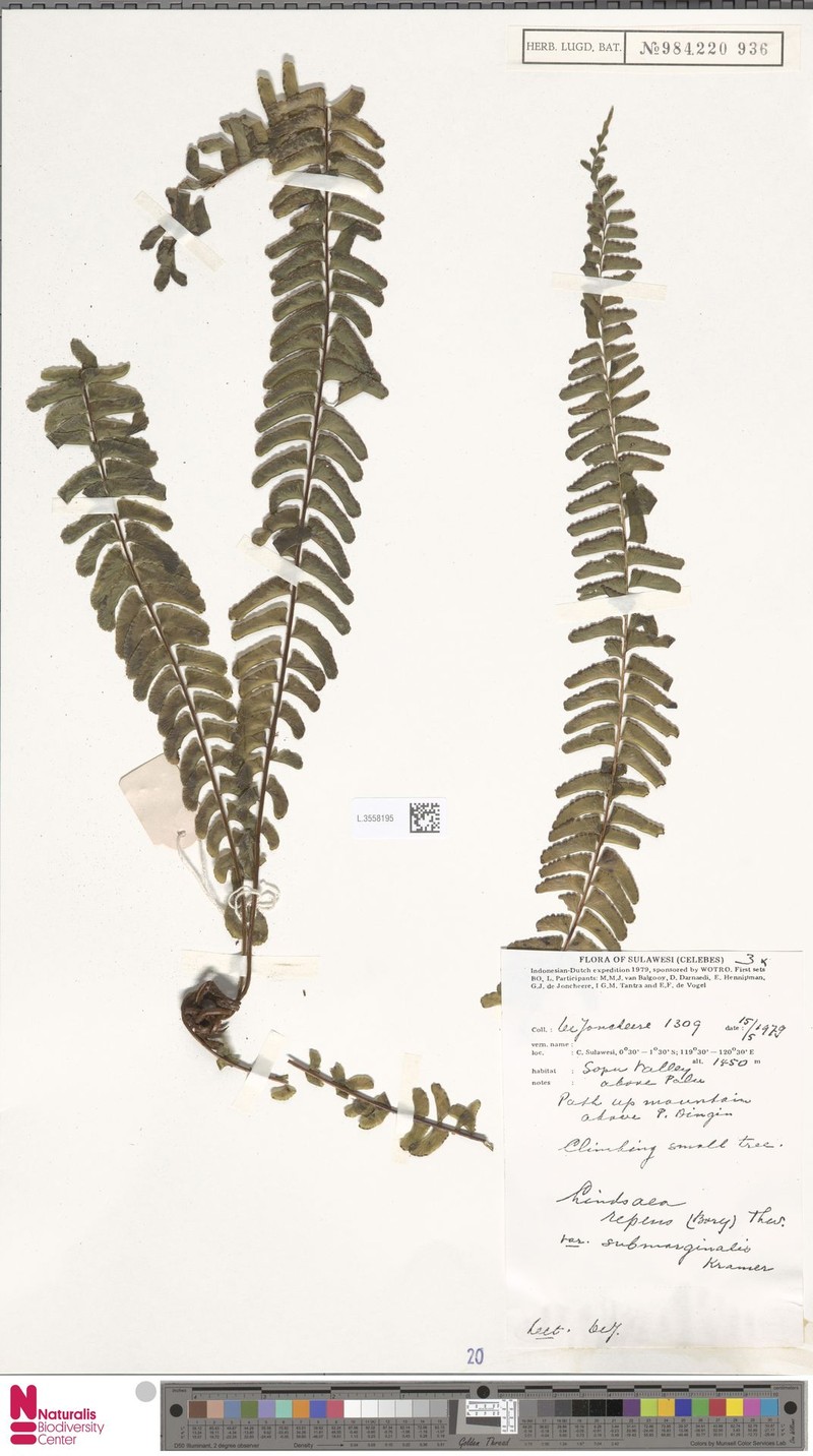 Lindsaea repens var. submarginalis