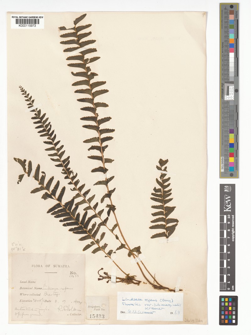 Lindsaea repens var. submarginalis photo 2