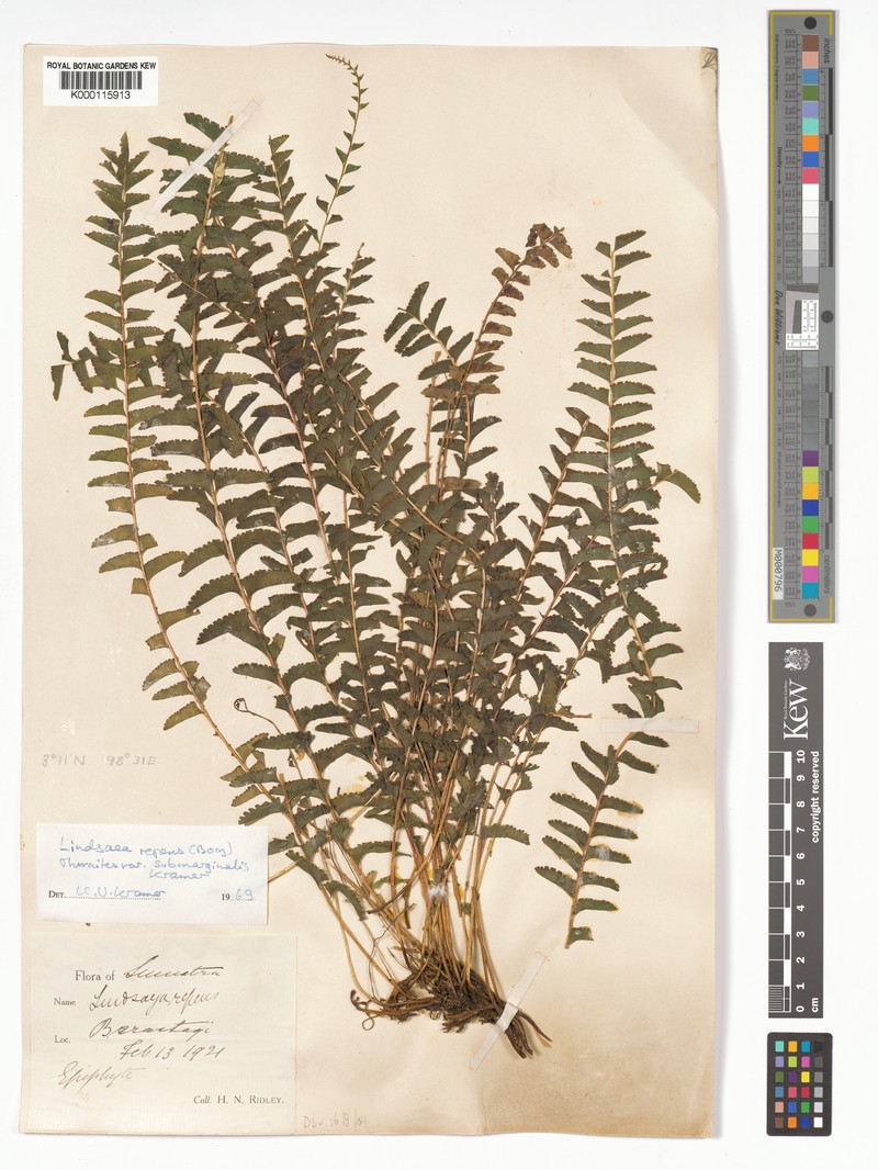 Lindsaea repens var. submarginalis photo 3