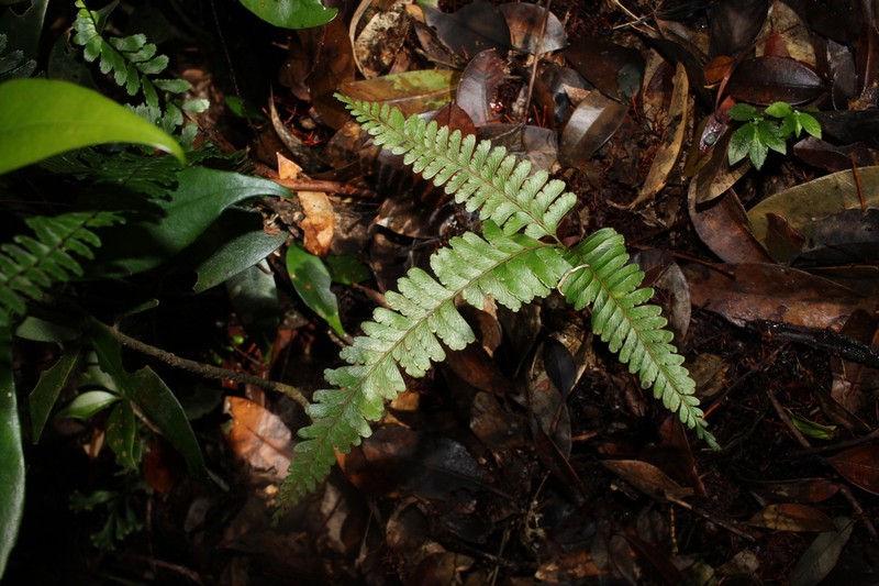 Lindsaea rigida