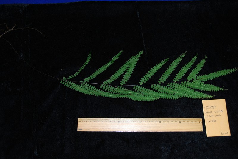 Lindsaea rigida photo 2