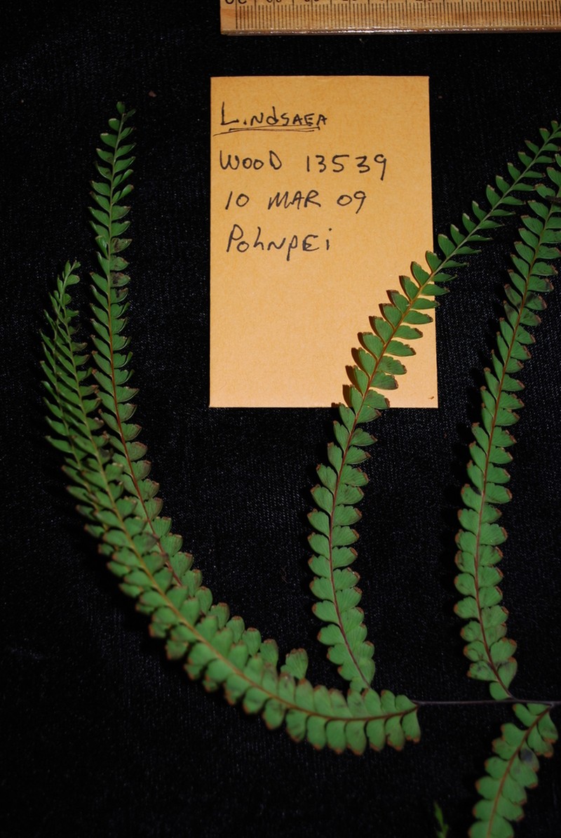 Lindsaea rigida photo 3
