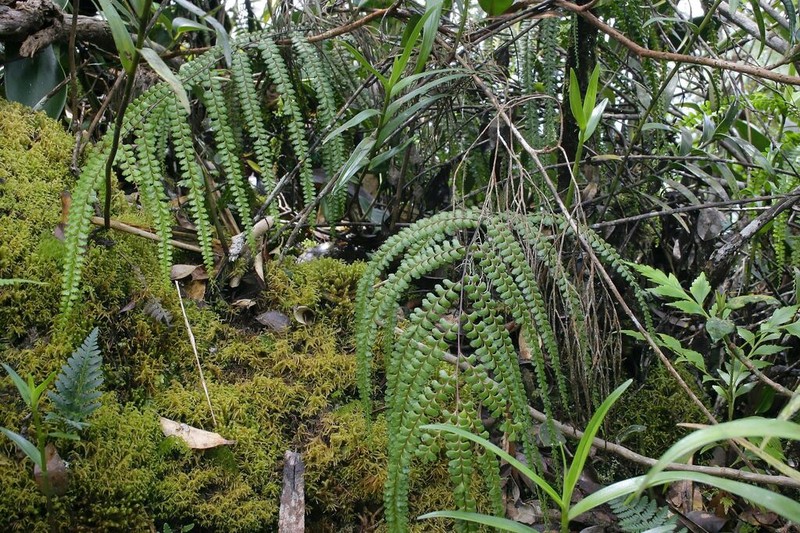Lindsaea rigida photo 4