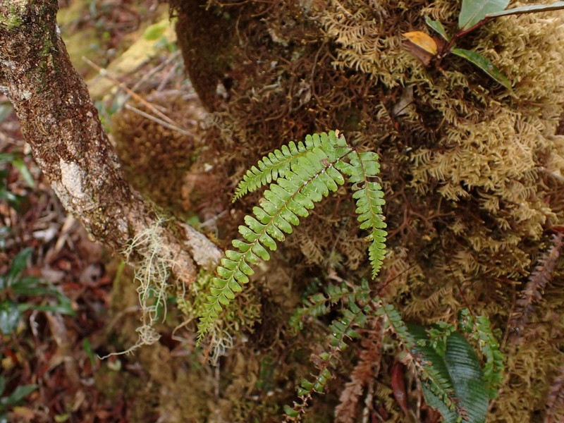 Lindsaea rigida photo 5