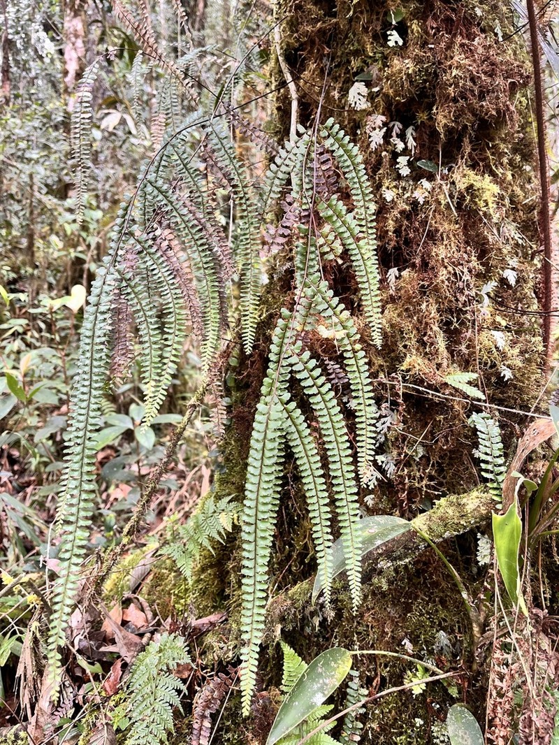 Lindsaea rigida photo 6