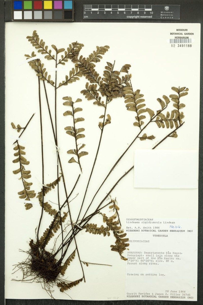 Lindsaea rigidiuscula