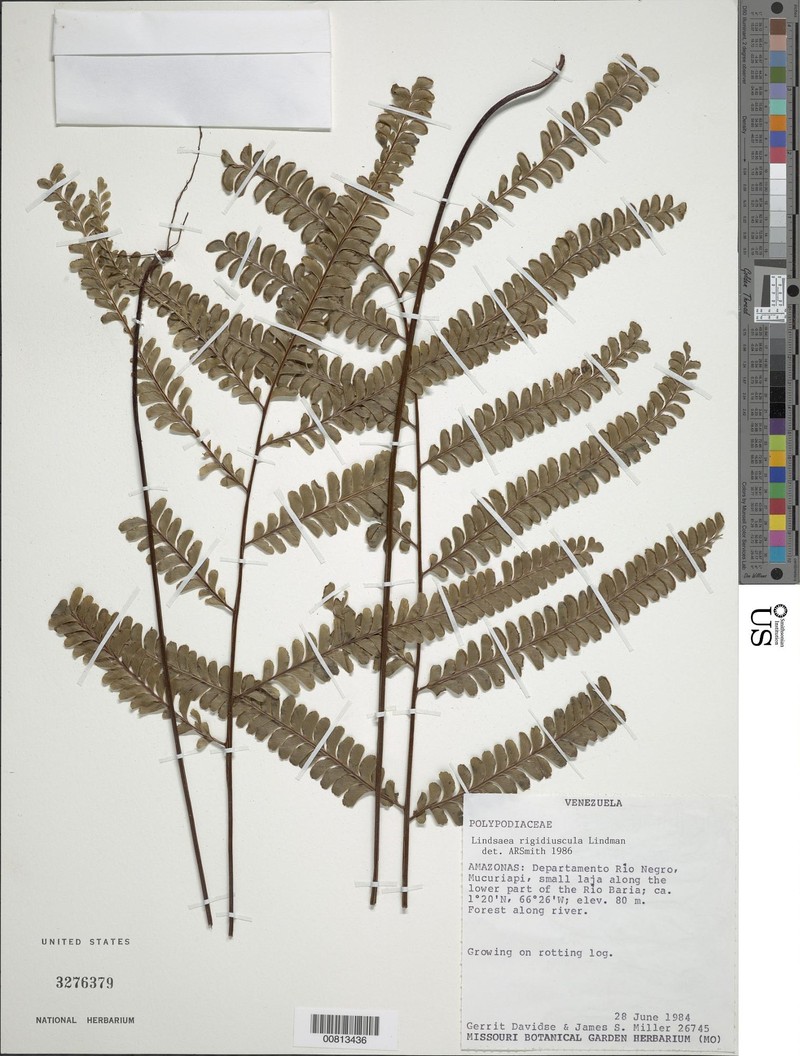 Lindsaea rigidiuscula photo 2