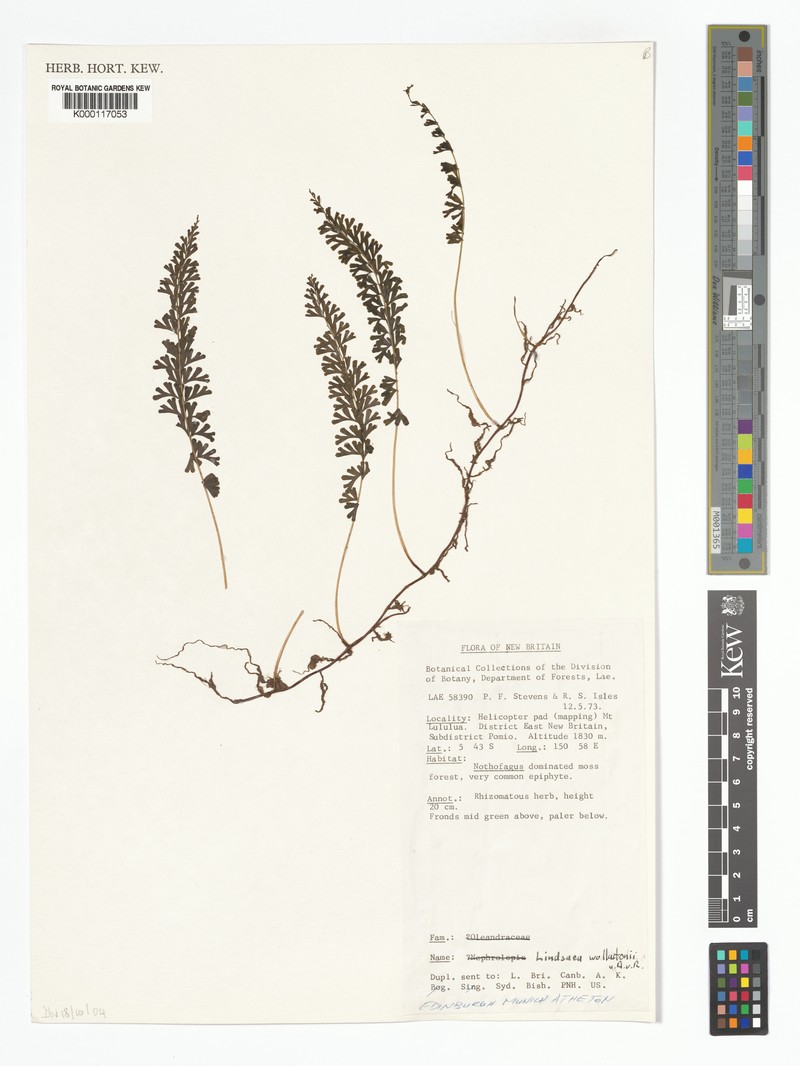 Lindsaea roemeriana