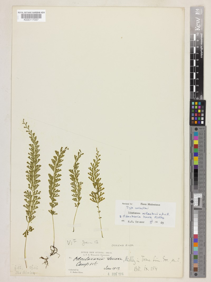 Lindsaea roemeriana photo 2