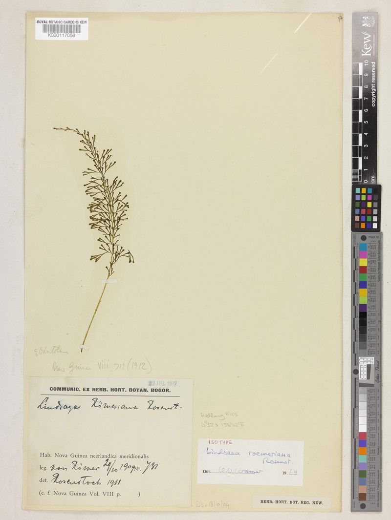 Lindsaea roemeriana photo 3