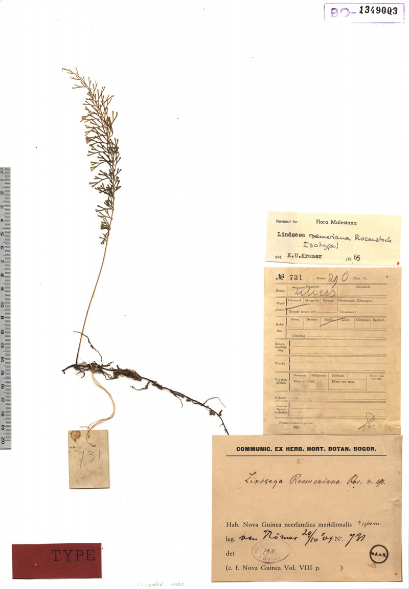 Lindsaea roemeriana photo 4