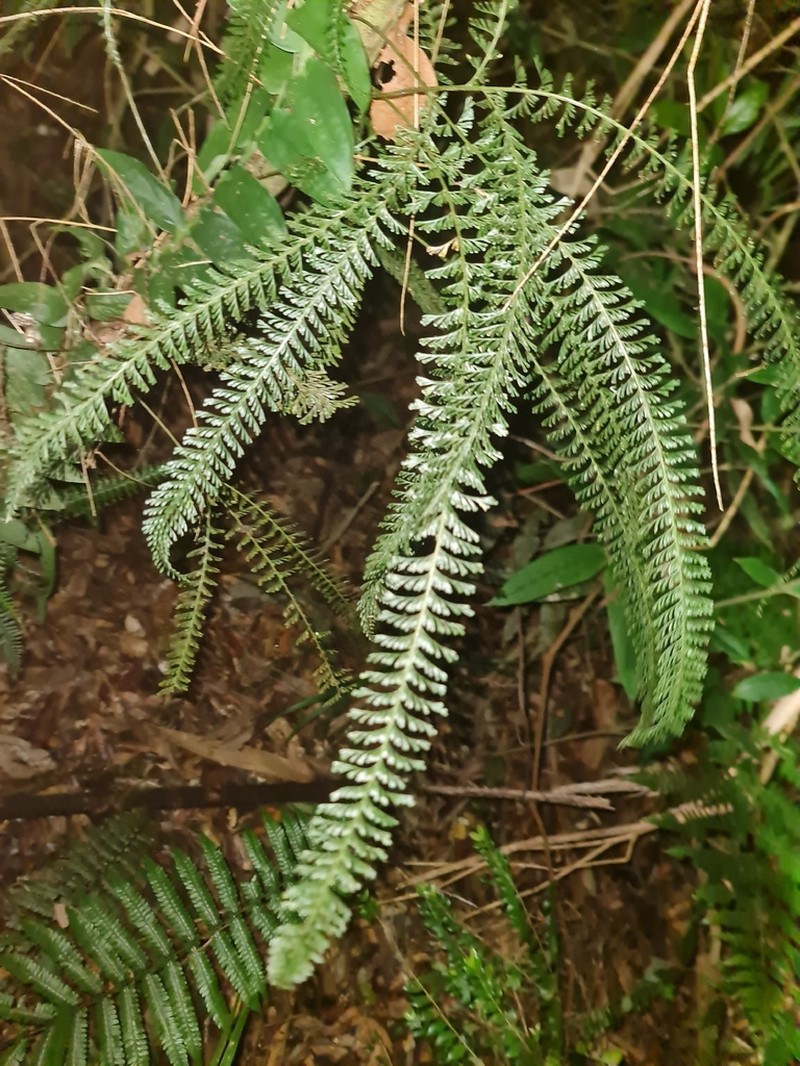 Lindsaea rosenstockii