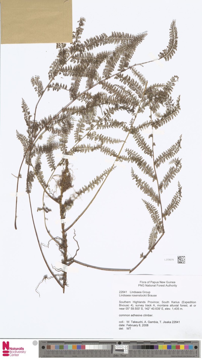 Lindsaea rosenstockii photo 2