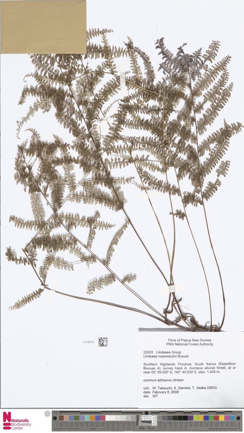 Lindsaea rosenstockii photo 3